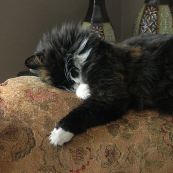 Meet your Posher, Cindy - Picture 1 of 1